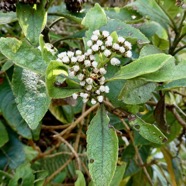 Psiadia amygdalina.? ? asteraceae.endémique Réunion..jpeg